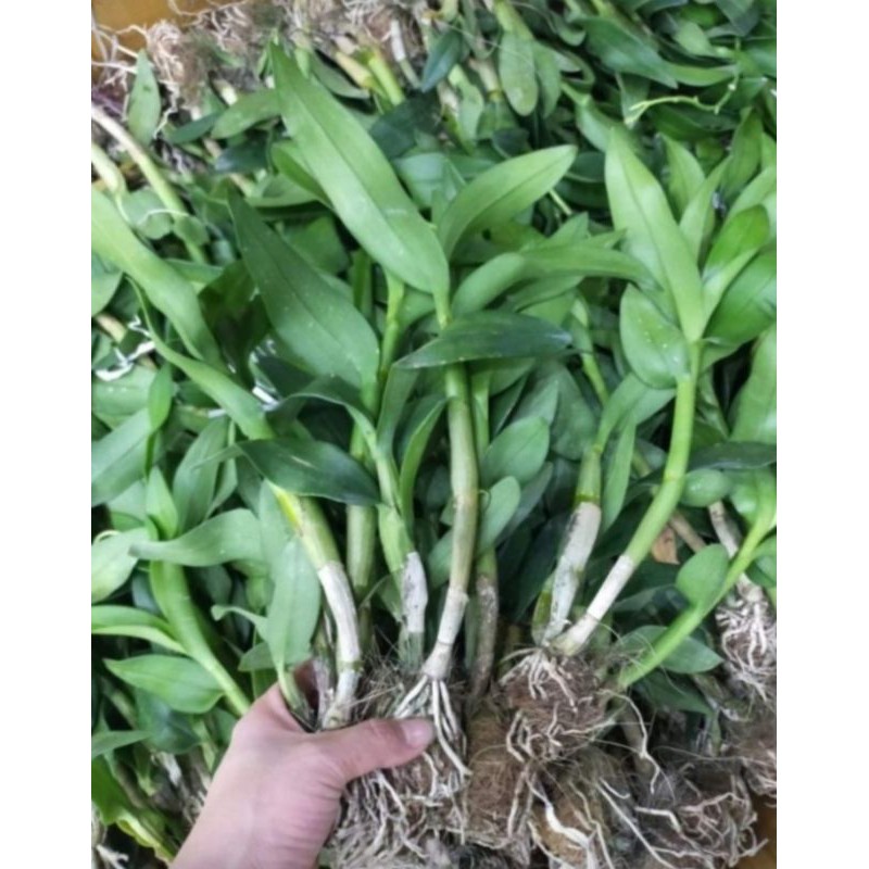 Cây giống lan dendro hoa quanh năm cây tơ 150k/10khóm