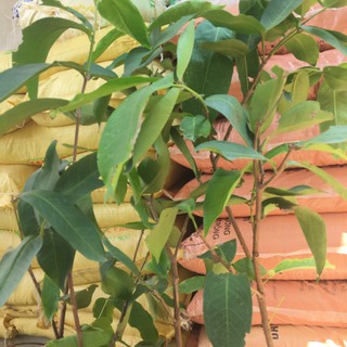 cây mận An phước