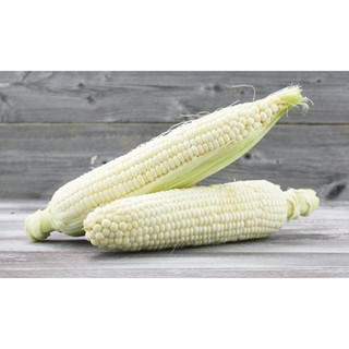 [Big Sale] Hạt giống ngô nếp trắng - 20 gram