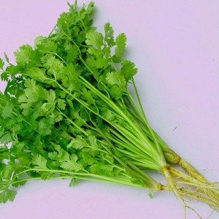 Hạt giống Ngò Hạt Nhỏ 31 (20gr)