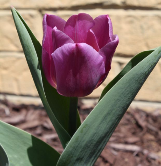 CỦ HOA TULIP MÀU TÍM