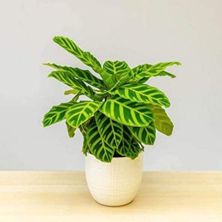 chậu đuôi công Zebrina