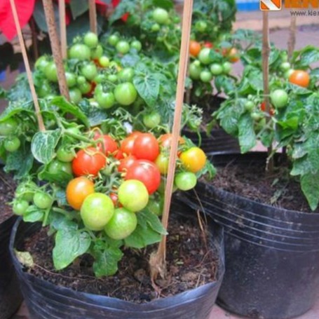 Hạt giống cà chua bi lùn quả đỏ - Gói 30 hạt - Kèm gói kích hạt nảy mầm