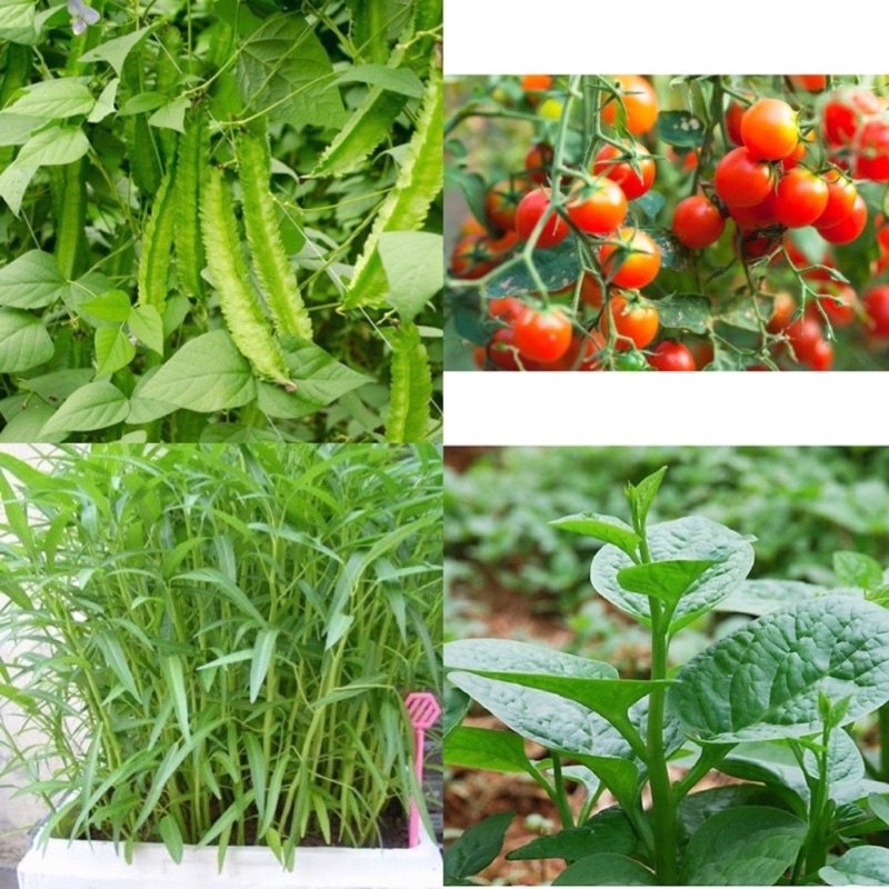 Combo 4 loại rau quả dễ trồng cho mùa thu đông- đóng gói 10-30gram, Tỷ lệ nảy mầm cao, kháng bệnh tốt