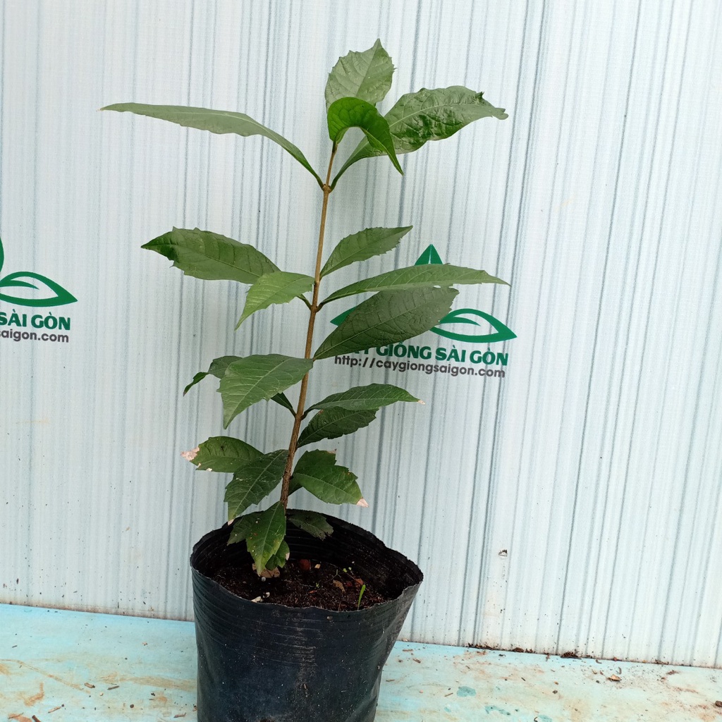 Cây mai xanh thái , hoa quanh năm, sai hoa