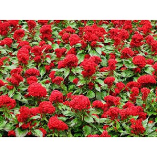 Hạt hoa mồng gà búa nhiều màu thân lùn - gói 0,3 gram