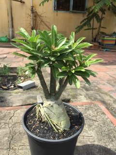 Sứ thái(hoa hồng sa mạc)