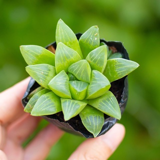 Sen đá guốc 5-7cm - Vườn sen đá