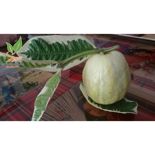 Ổi cẩm thạch siêu đẹp sắp trái