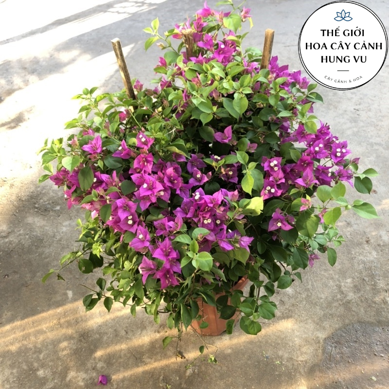 Cây hoa giấy tím huế lá nhỏ đang hoa cao 60 cm (ảnh thật).