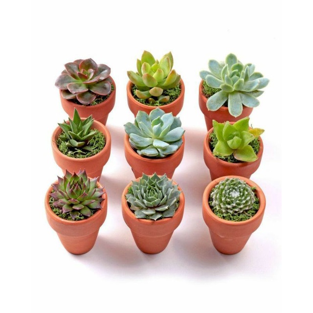HOA SEN ĐÁ MINI 3-4 cm (gồm 1 CÂY + 1 CHẬU) CÂY KHỎE ĐÃ LÊN MÀU, RẤT DỄ TRỒNG BAO 1 ĐỔI 1