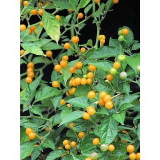 Hạt Giống Ớt Charapita (Ớt Peru) (5H)