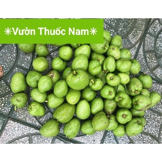 Trái bình bát tươi trái bình bát tự nhiên hái tại cây