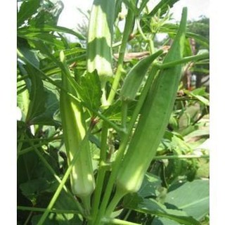 [HOT] Hạt Giống Đậu Bắp Xanh - 50 hạt