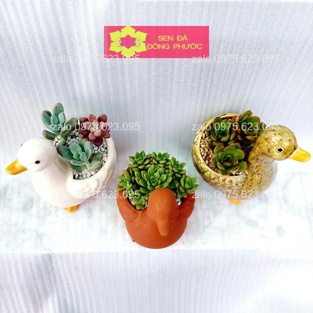 Chậu đất nung hình thú nâu đỏ - chậu trồng sen đá xương rồng, cây văn phòng- sen đá đông phước