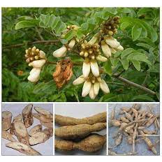 CÂY CÁT SÂM GIỐNG - BÁN SỈ