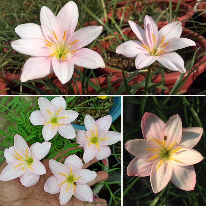 Củ huệ mưa Ngoại Z. Giant White chuẩn tag