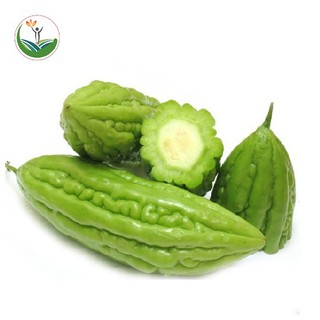Hạt giống khổ quả ( mướp đắng ) quả to sai quả năng suất cao gói 10 hạt
