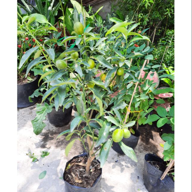 Cây tắc Thái (ngọt lịm)