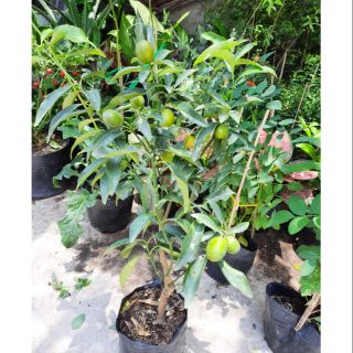 Cây tắc Thái (ngọt lịm)