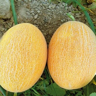 Hạt giống cây Dưa Lưới Vàng Oval - 10 Hạt