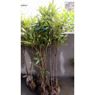 Cây Lá Vối Nếp Giống