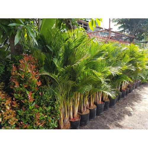 Cây cau lụa vàng