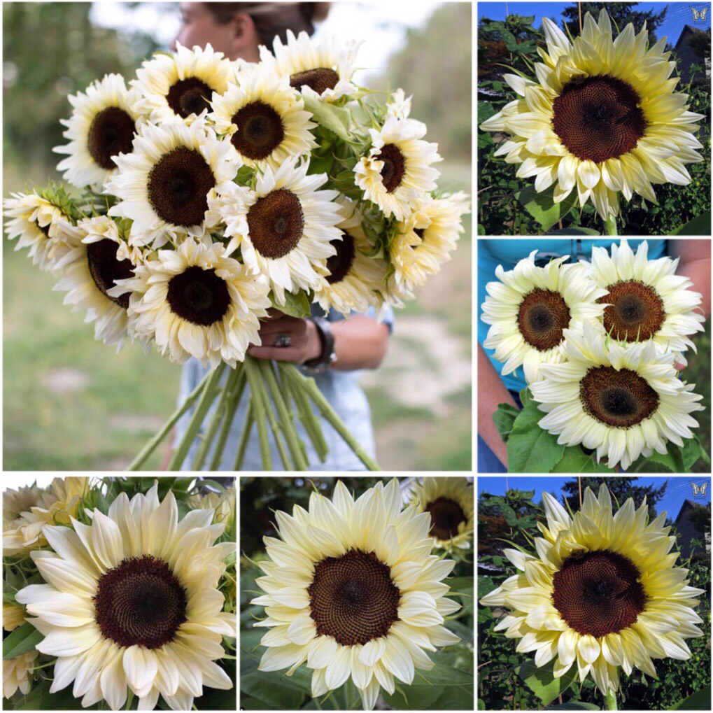 HẠT GIỐNG HƯỚNG DƯƠNG TRẮNG F1