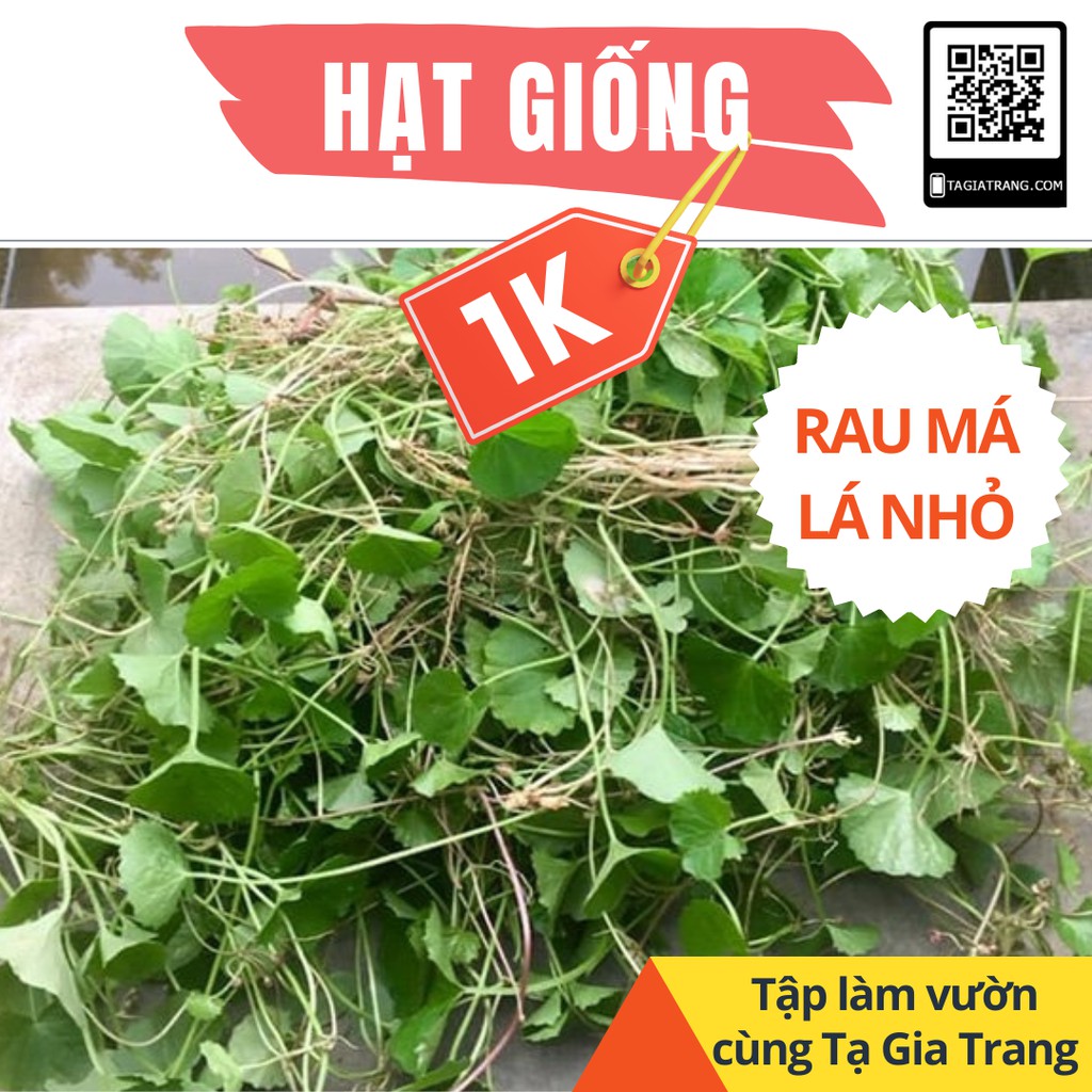 Deal 1K - 20 Hạt giống rau má ta lá nhỏ - Tập làm vườn cùng Tạ Gia Trang