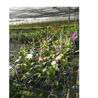 Lan Denro loại B từ 4-6 nụ 1 ngồng