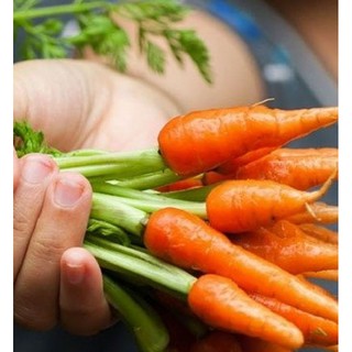 Hạt giống Cà rốt Mini ( cà rốt tí hon ) – Gói 0,2g
