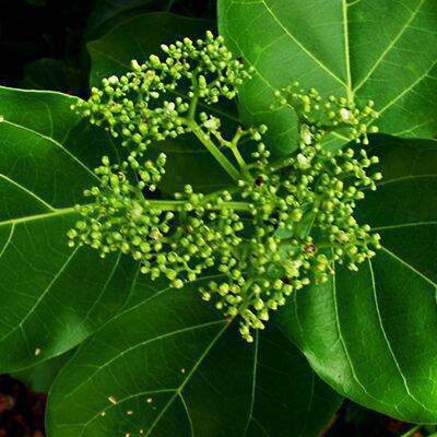 Lá mát gan thải độc