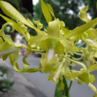 Rồng xanh cây giống
