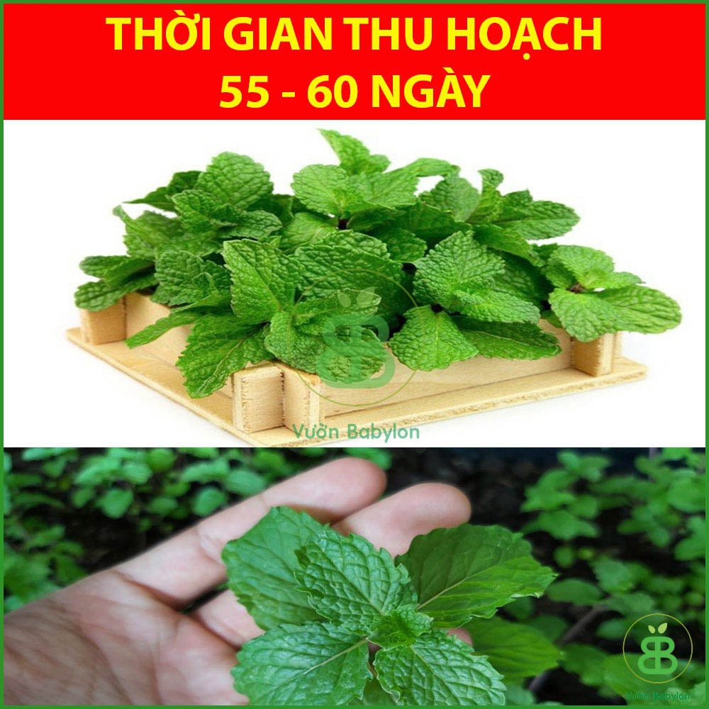 Hạt Giống Húng Lũi 0,2Gr (Bạc Hà Âu) Thơm Ngon