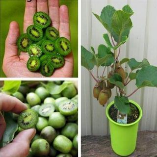 Hạt giống kiwi lùn