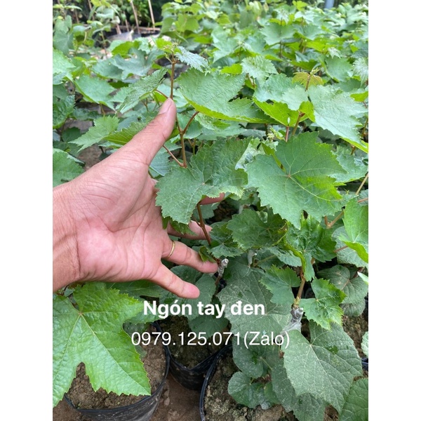 Cây Nho Giống Ngón Tay Đen Không Hạt