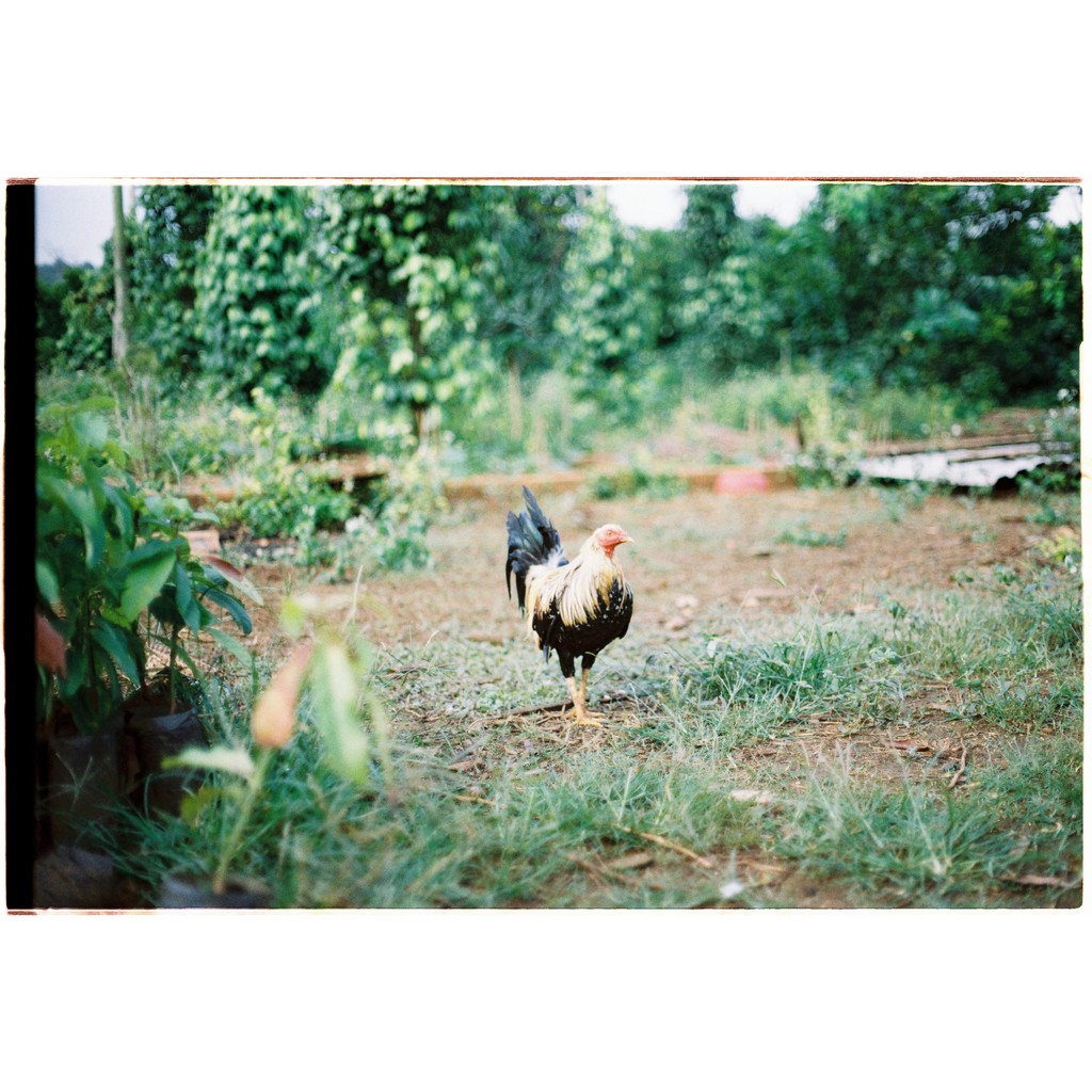 Film Kodak ColorPlus 200 36 kiểu Indate 01/2025
