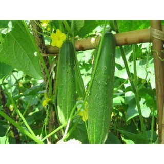 Hạt giống dưa leo nhập khẩu-  chuyên dụng.