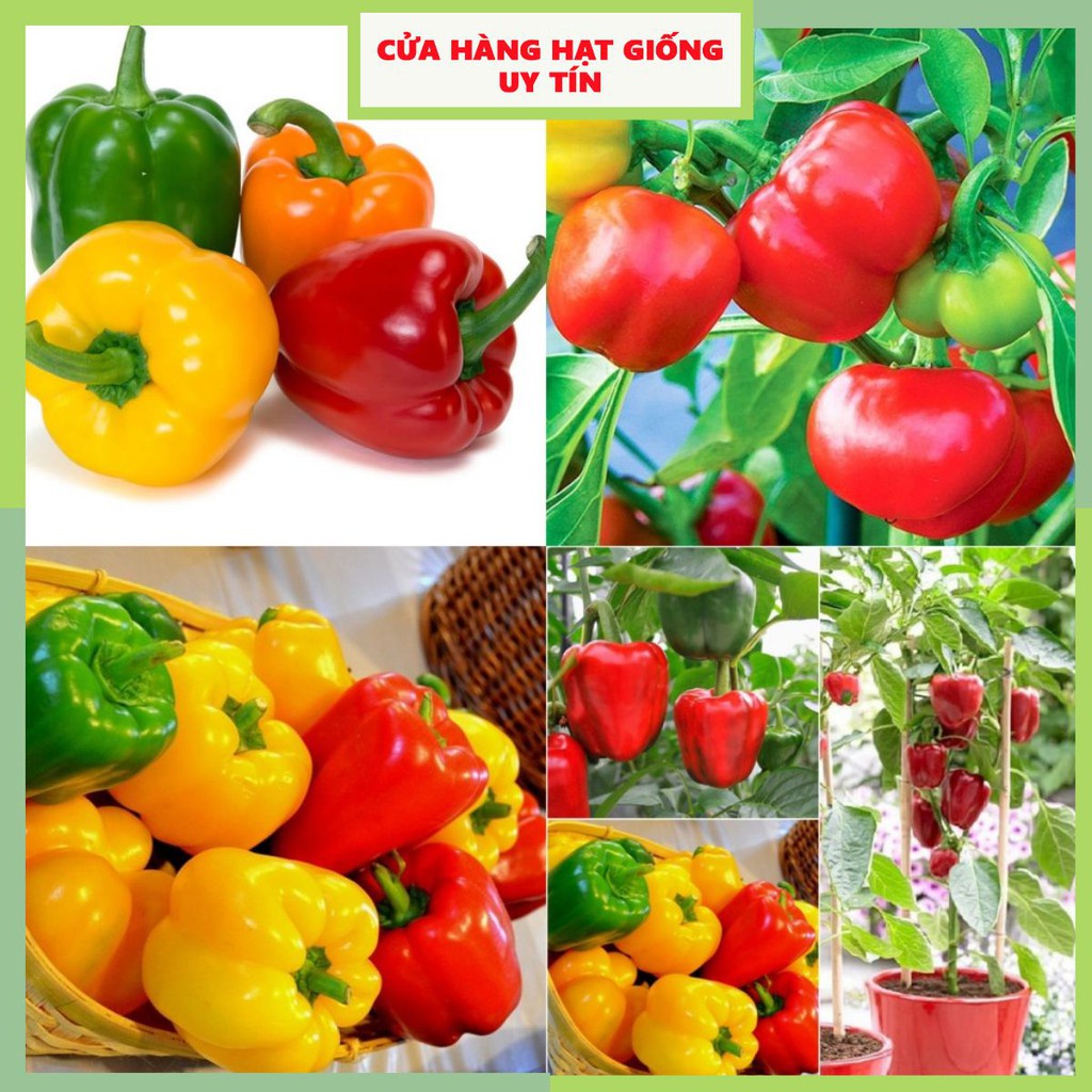 Hạt Giống Ớt Chuông F1 Quả Siêu To ( 50gram , 100gram ,200gram )