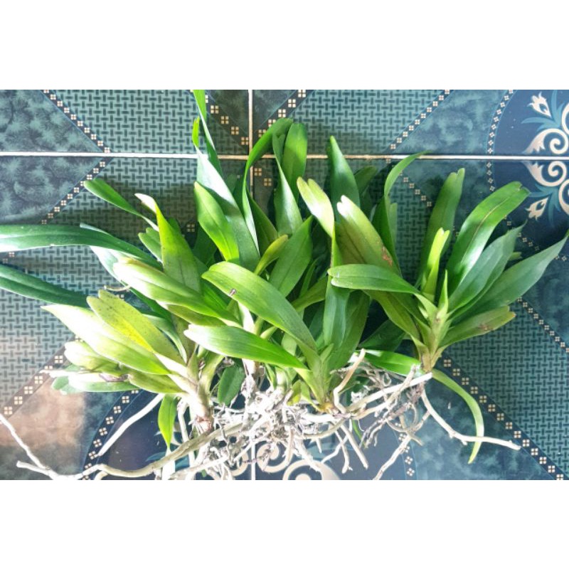 1 cây lan tam bảo sắc hoa vàng