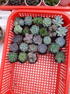 Combo 20 bầu sen đá các loại (ngẫu nhiên)