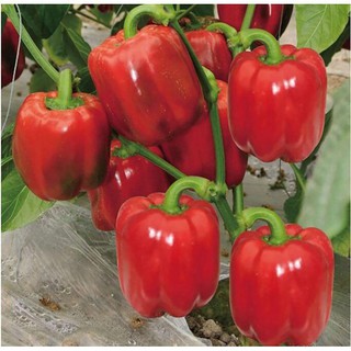 Gói10 Hạt Giống Ớt Ngọt Chịu Nhiệt Lùn Dày Màu Đỏ luckyseed hạt siêu rẻ