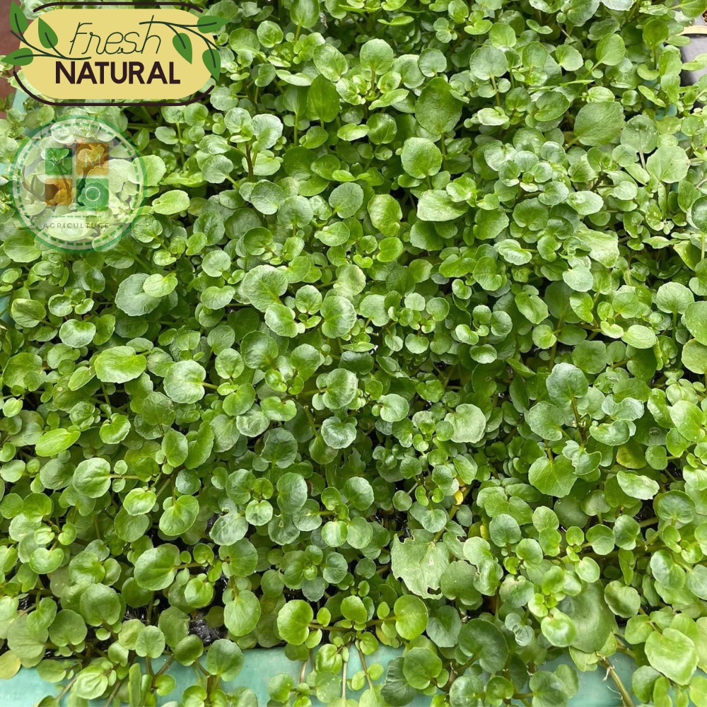Hạt giống rau cải xoong, xà lách xoong trồng cạn giàu dinh dưỡng