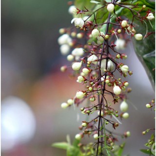 Cây giống Dạ Ngọc Minh Châu