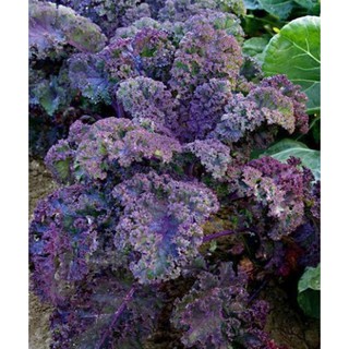 Hạt giống cải xoăn Kale tím