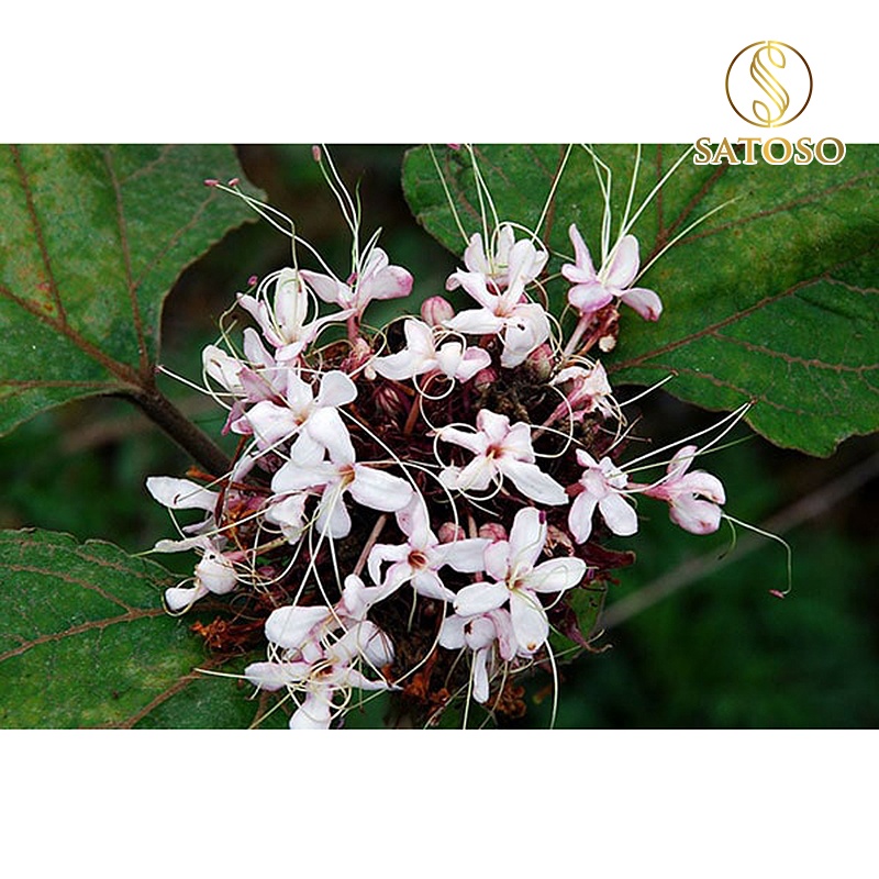 Bạch đồng nữ SATOSO 1kg tác dụng điều kinh, hỗ trợ bệnh khí hư hoặc bạch đới SA37