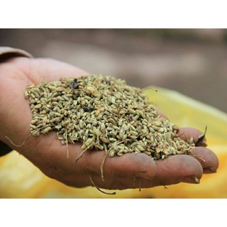 Sỉ lẻ hoa hòe khô 500g - 1kg