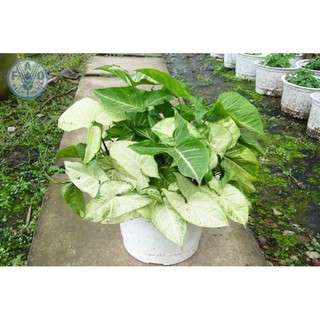 trầu bà trắng( tróc bạc)