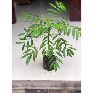 Cây cóc thái ra quả siêu sớm (ảnh thât)