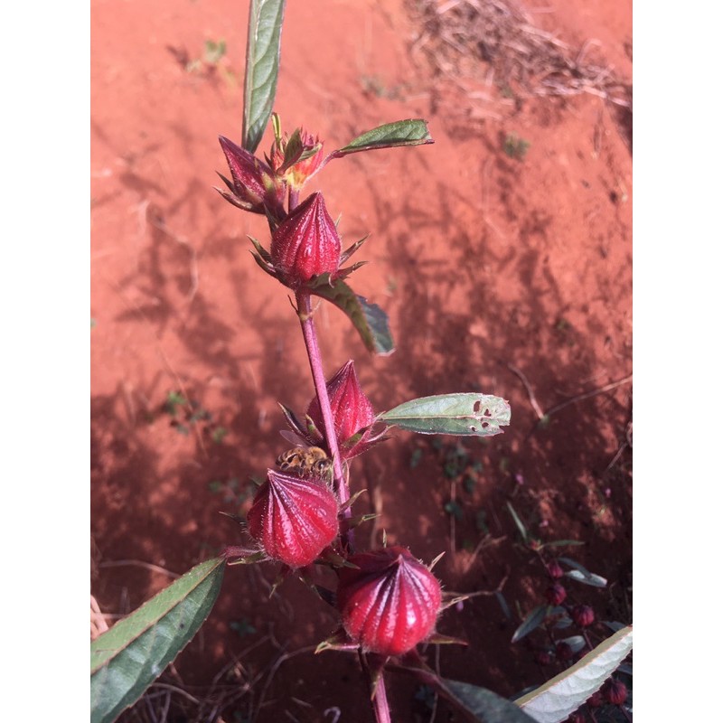Hoa Atiso đỏ rừng 1kg